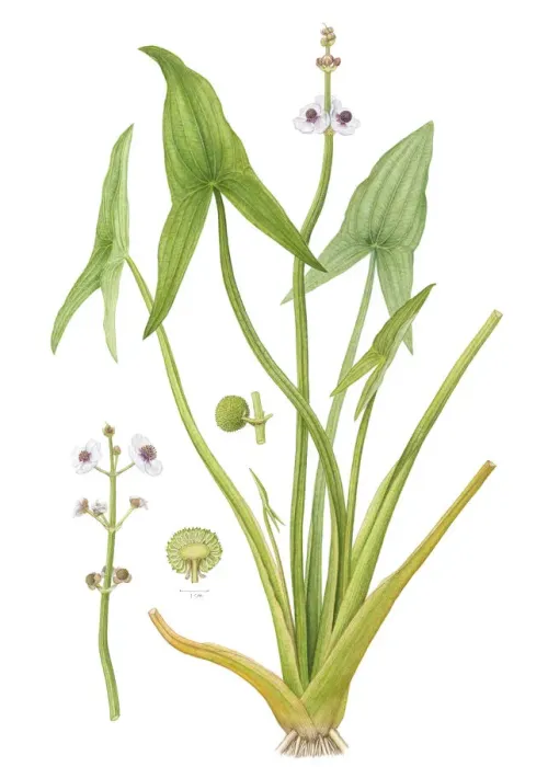 Framed Print : Arrowhead (Sagittaria sagittifolia) watercolour illustration Framed Print : Arrowhead (Sagittaria sagittifolia) watercolour illustration