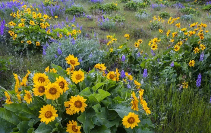 Framed Print : Arrowleaf balsamroot (Balsamorhiza sagittata) and lupins (Lupinus sp Framed Print : Arrowleaf balsamroot (Balsamorhiza sagittata) and lupins (Lupinus sp