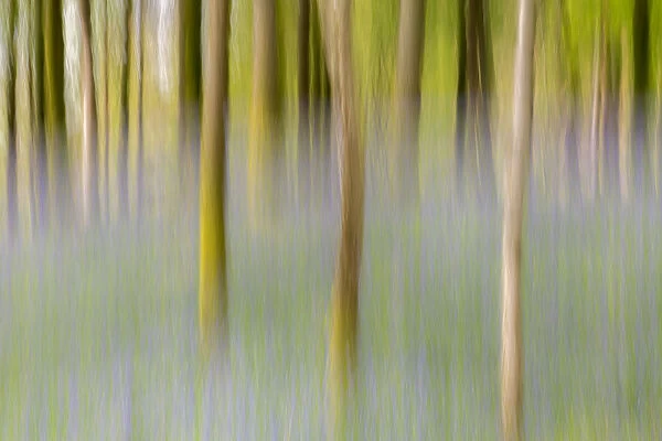 Artistic shot of immature woodland and bluebells at Broxwater, Cornwall, UK. April