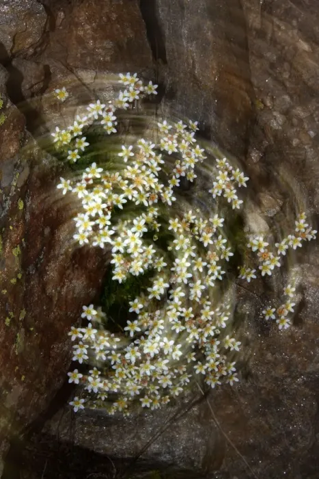 Framed Print : Artistic view of Saxifrage flowers, Mount Cheget, Caucasus, Russia, June 2008 Framed Print : Artistic view of Saxifrage flowers, Mount Cheget, Caucasus, Russia, June 2008