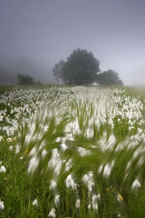 Framed Print : Arty-shot of Cotton grass blowing in wind, in a meadow, Picos de Europa, Spain Framed Print : Arty-shot of Cotton grass blowing in wind, in a meadow, Picos de Europa, Spain