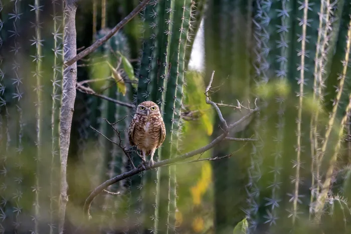 Framed Print : Aruban burrowing owl (Athene cunicularia arubensis) perched on top of cactus, Aruba Framed Print : Aruban burrowing owl (Athene cunicularia arubensis) perched on top of cactus, Aruba