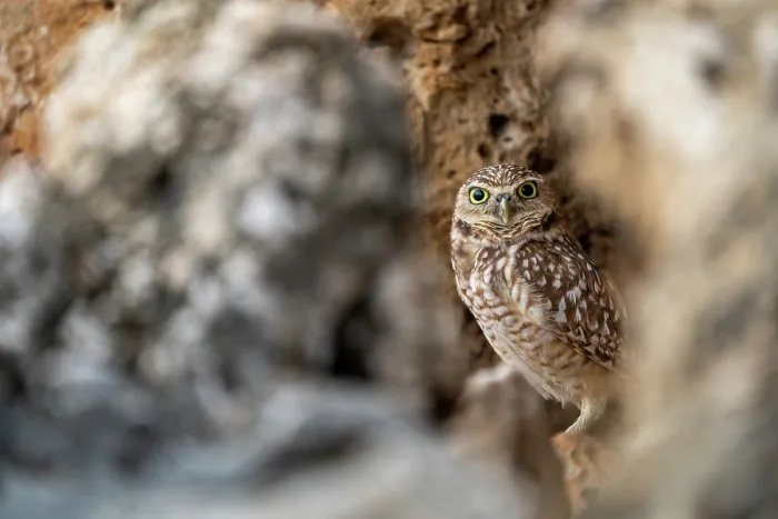 Framed Print : Aruban burrowing owl (Athene cunicularia arubensis) perched in front of nesting site, Aruba Framed Print : Aruban burrowing owl (Athene cunicularia arubensis) perched in front of nesting site, Aruba