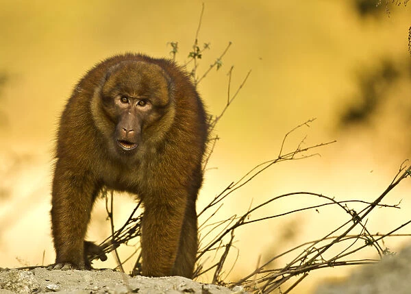 Arunachal macaque (Macaca munzala) Tawang, Arunachal Pradesh, India. Endangered species