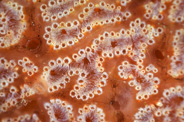 Ascidian  /  Sea squirt (Ascidiacea) close-up. Bohai Sea, Yellow Sea. Zhifu Island
