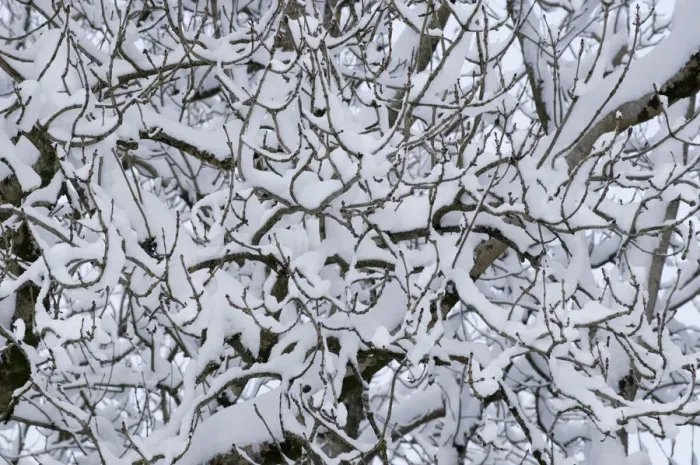 Framed Print : Ash (Fraxinus exclesior) tree twigs in the snow. Powys, Wales, December Framed Print : Ash (Fraxinus exclesior) tree twigs in the snow. Powys, Wales, December
