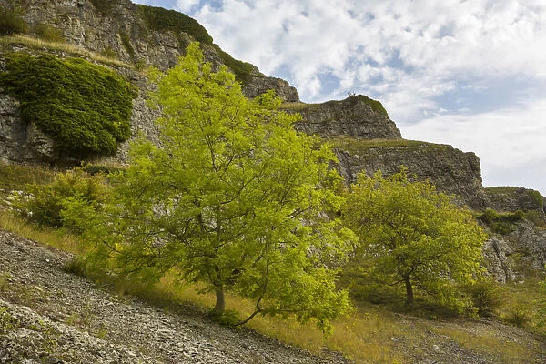 Ash trees (Fraxinus excelsior) growing on limestone scree in Lathkill Dale, Peak District