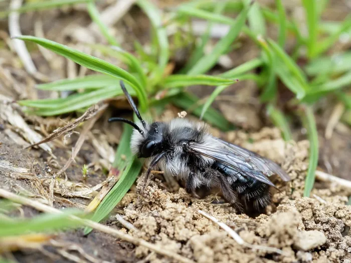 Framed Print : Ashy mining bee (Andrena cineraria) digging nest in soil, near Austwick, Yorkshire Dales, UK. May Framed Print : Ashy mining bee (Andrena cineraria) digging nest in soil, near Austwick, Yorkshire Dales, UK. May