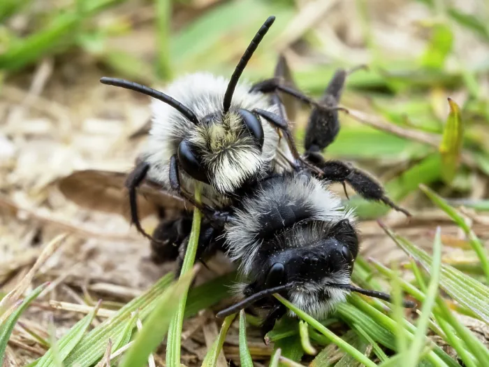 Framed Print : Ashy mining bee (Andrena cineraria) pair mating, Austwick, Yorkshire Dales, UK. May Framed Print : Ashy mining bee (Andrena cineraria) pair mating, Austwick, Yorkshire Dales, UK. May