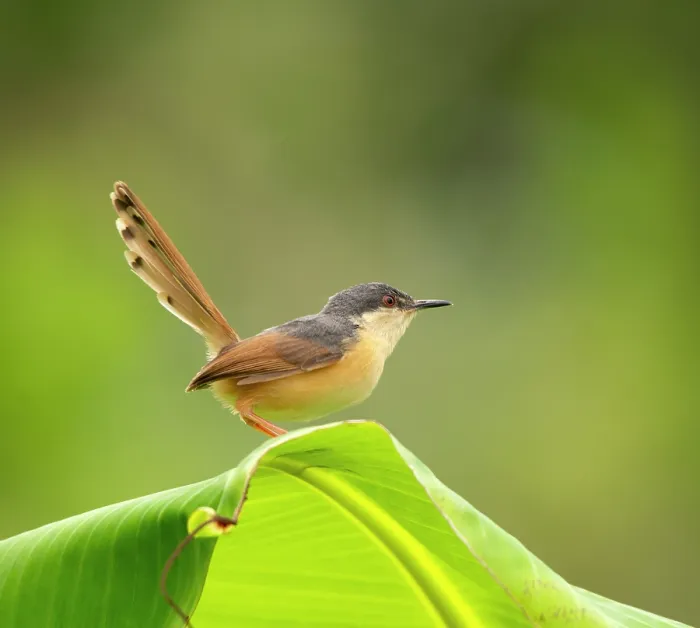 Framed Print : Ashy prinia (Prinia socialis) perched on a leaf, Rajasthan, India Framed Print : Ashy prinia (Prinia socialis) perched on a leaf, Rajasthan, India