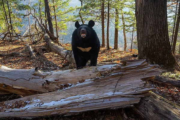 Asian black bear (Ursus thibetanus) standing with paws on fallen tree in forest, Land of the Leopard National Park, Russian Far East. Taken with remote camera. August
