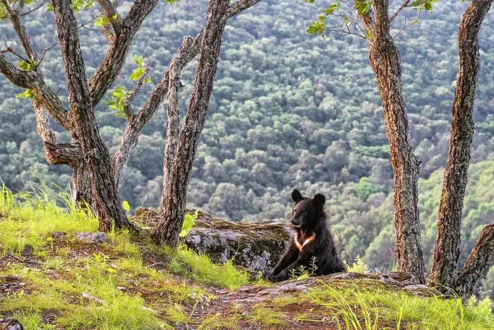 Framed Print : Asian black bear (Ursus thibetanus) cub climbing between rocks on mountain slope, with trees around it and a mountain forest behind, Land of the Leopard National Park, Russian Far East. Taken with remote camera. August Framed Print : Asian black bear (Ursus thibetanus) cub climbing between rocks on mountain slope, with trees around it and a mountain forest behind, Land of the Leopard National Park, Russian Far East. Taken with remote camera. August