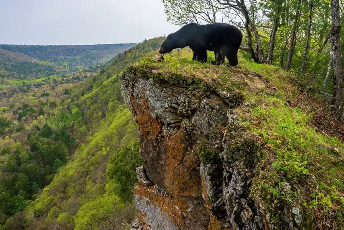 Framed Print : Asian black bear (Ursus thibetanus) standing on cliff edge beside deer antlers, with forested valley behind, Land of the Leopard National Park, Russian Far East. Taken with remote camera. May Framed Print : Asian black bear (Ursus thibetanus) standing on cliff edge beside deer antlers, with forested valley behind, Land of the Leopard National Park, Russian Far East. Taken with remote camera. May