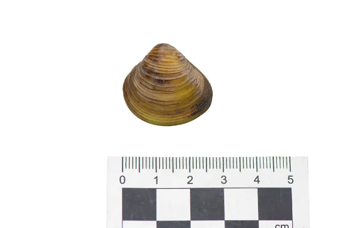 Framed Print : Asian clam (Corbicula fluminea) portrait with scale, River Severn, Clevenlode, Worcestershire, England, UK. September Framed Print : Asian clam (Corbicula fluminea) portrait with scale, River Severn, Clevenlode, Worcestershire, England, UK. September