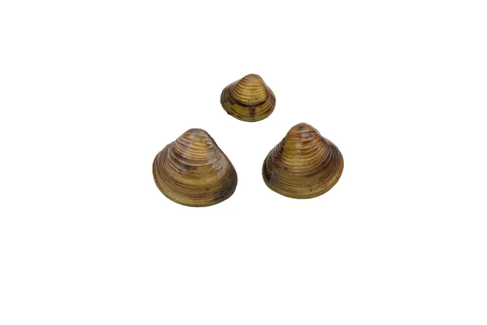 Framed Print : Three Asian clams (Corbicula fluminea) portrait, River Severn, Clevenlode, Worcestershire, England, UK. September Framed Print : Three Asian clams (Corbicula fluminea) portrait, River Severn, Clevenlode, Worcestershire, England, UK. September