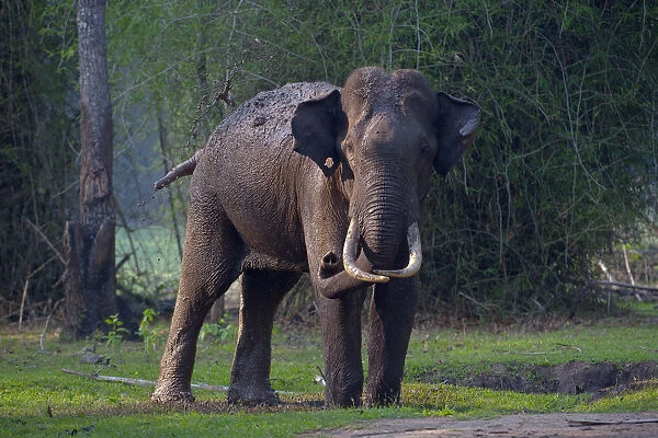 Asian elephant (Elephas maximus), wild male taking mud-bath, Nagarhole National Park