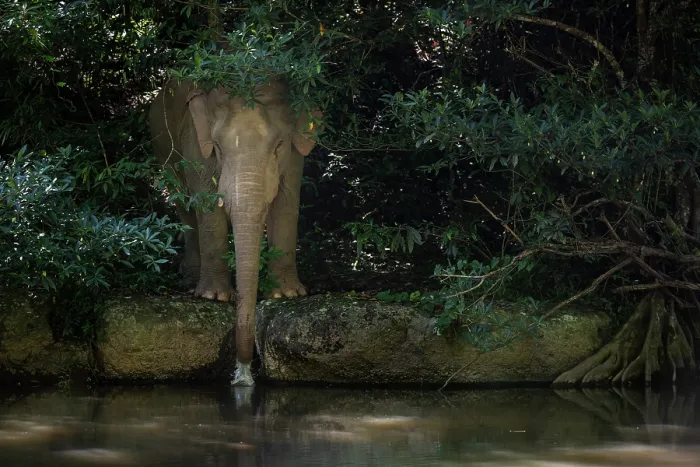 Framed Print : Asian elephant (Elephas maximus) drinking water from a stream at the edge of the forest, Khao Yai National Park, a UNESCO World Heritage Site, ASEAN Heritage Site
