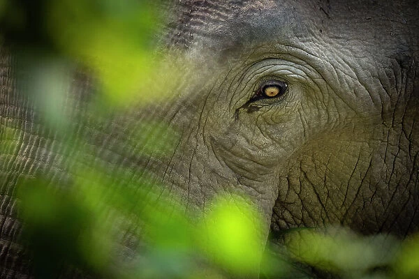 Asian elephant (Elephas maximus indicus) male, eye detail through foliage, Bardia National Park, Terai, Nepal