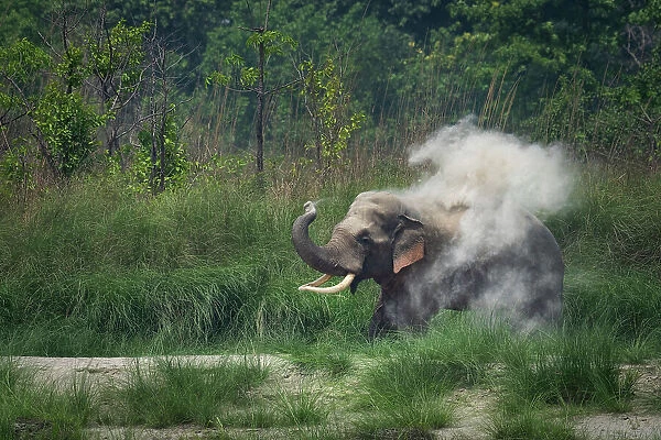Asian elephant (Elephas maximus indicus) male, dust bathing, Bardia National Park, Terai, Nepal