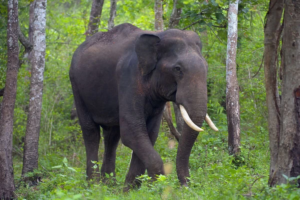 Asian Elephant (Elephas maximus) male, walking through forest, South India