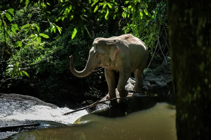 Framed Print : Asian elephant (Elephas maximus) walking along the rocky cliff to cross a waterfall, Khao Yai National Park, a UNESCO World Heritage Site, ASEAN Heritage Site, Nakhon Ratchasima Framed Print : Asian elephant (Elephas maximus) walking along the rocky cliff to cross a waterfall, Khao Yai National Park, a UNESCO World Heritage Site, ASEAN Heritage Site, Nakhon Ratchasima