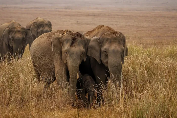 Framed Print : Asian elephants (Elephas maximus) herd walking across the plain, Jim Corbett National Park, Uttarakhand, India. Endangered Framed Print : Asian elephants (Elephas maximus) herd walking across the plain, Jim Corbett National Park, Uttarakhand, India. Endangered