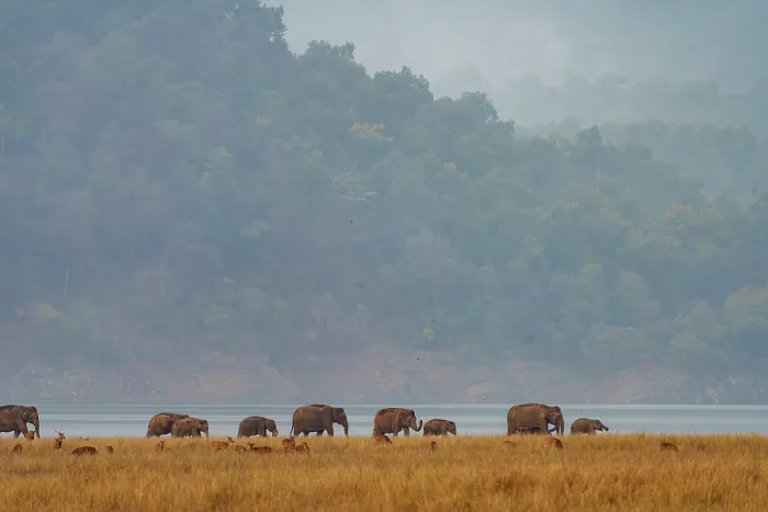 Framed Print : Asian elephants (Elephas maximus) herd walking across the plain, Jim Corbett National Park, Uttarakhand, India. Endangered Framed Print : Asian elephants (Elephas maximus) herd walking across the plain, Jim Corbett National Park, Uttarakhand, India. Endangered