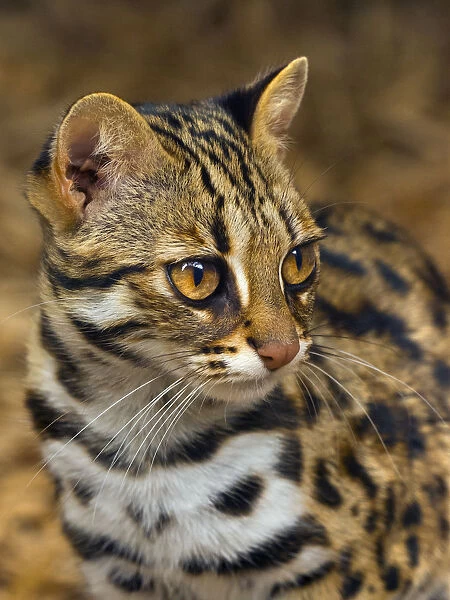 Asian leopard cat (Prionailurus bengalensis) captive, occurs in South East Asia