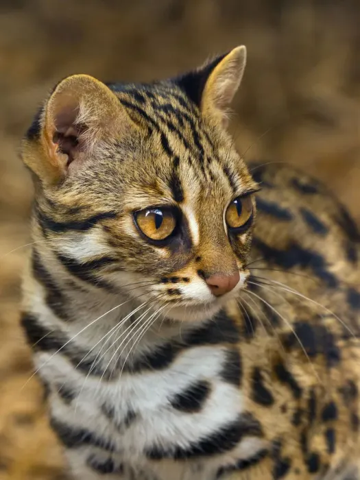 Framed Print : Asian leopard cat (Prionailurus bengalensis) captive, occurs in South East Asia Framed Print : Asian leopard cat (Prionailurus bengalensis) captive, occurs in South East Asia