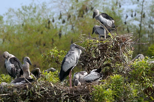 Asian Open-bill Stork (Anastomus oscitans), adults and young birds at colony, with