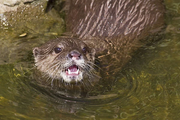 Asian  /  Oriental short-clawed otter (Aonyx cinerea) looking out of water with mouth open