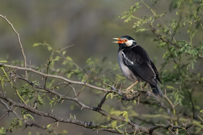 Framed Print : Asian pied starling (Sturnus contra) perched in tree, Pachgaon, near Dholpur, Rajasthan, India