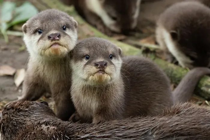 Framed Print : Asian small-clawed otter (Aonyx cinerea) pups looking at camera. Captive, occurs in Asia. Zooparc Overloon, the Netherlands Framed Print : Asian small-clawed otter (Aonyx cinerea) pups looking at camera. Captive, occurs in Asia. Zooparc Overloon, the Netherlands