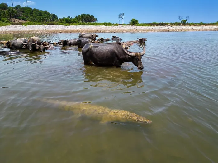 Framed Print : Asian water buffalo (Bubalus arnee) domestic herd watching Salt water crocodile (Crocodylus porosus) in river shallows, Baucau, East Timor Framed Print : Asian water buffalo (Bubalus arnee) domestic herd watching Salt water crocodile (Crocodylus porosus) in river shallows, Baucau, East Timor