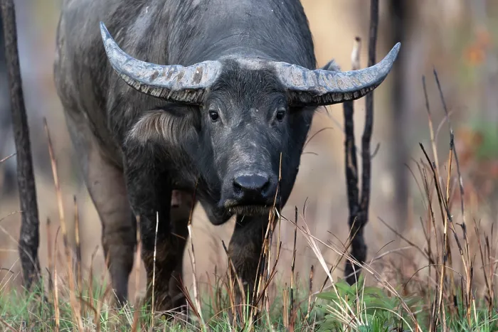 Framed Print : Asian water buffalo (Bubalus bubalis) male, portrait, Adelaide River Hills, Northern Territory, Australia Framed Print : Asian water buffalo (Bubalus bubalis) male, portrait, Adelaide River Hills, Northern Territory, Australia