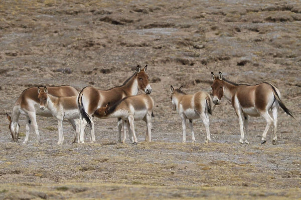 Asian wild ass (Equus kiang) herd in wetlands near Madoa, Tibetan Plateau, Qinghai, China