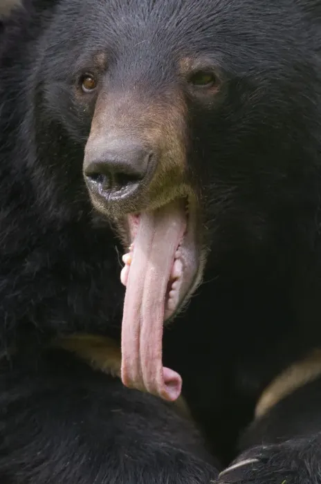 Framed Print : Asiatic black / Moon bear (Ursus thibetanus) head portrait with tongue hanging out Framed Print : Asiatic black / Moon bear (Ursus thibetanus) head portrait with tongue hanging out