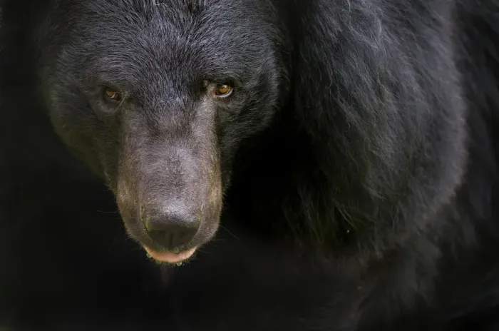 Framed Print : Asiatic black / Moon bear (Ursus thibetanus) portrait, captive Framed Print : Asiatic black / Moon bear (Ursus thibetanus) portrait, captive