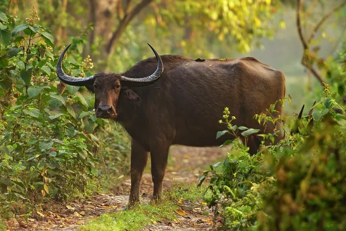 Framed Print : Asiatic buffalo (Bubalus arnee) standing on forest path, Jim Corbett National Park, Uttarakhand, India