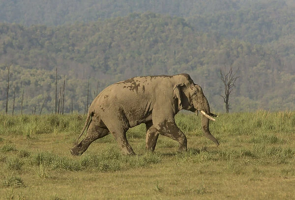 Asiatic elephant (Elephas maximus) male aggressively walking towards rival male