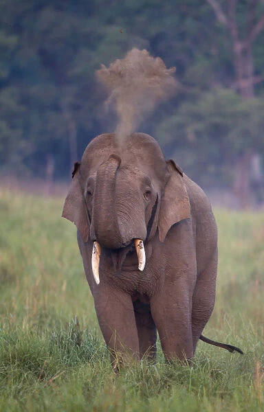Asiatic elephant (Elephas maximus) male taking dust bath. Jim Corbett National Park, India