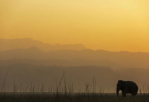 Asiatic elephant (Elephas maximus) silhouette of male at dawn. Jim Corbett National Park
