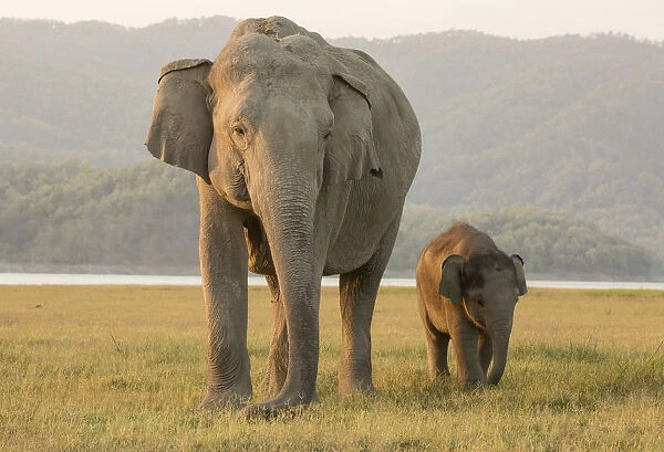 Asiatic elephant (Elephas maximus) calf walking along mother. Jim Corbett National Park