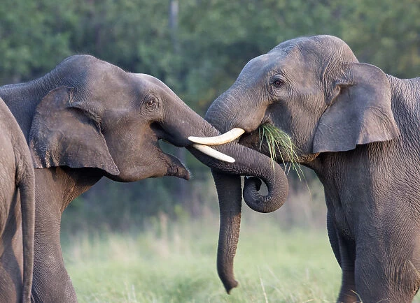Asiatic elephant (Elephas maximus) young males sparring. Jim Corbett National Park, India