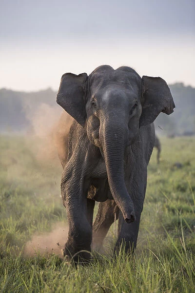 Asiatic elephant (Elephas maximus), female charging, Jim Corbett National Park, India
