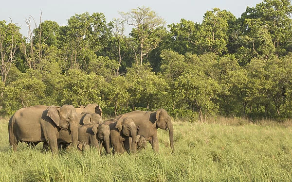 Asiatic elephant (Elephas maximus) matriarch leading heard out of forest into grassland