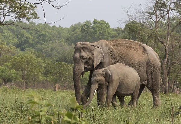 Asiatic elephant (Elephas maximus), mother and young male calf grazing. Jim Corbett National Park