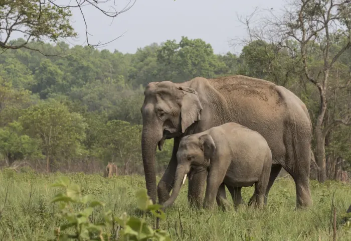 Framed Print : Asiatic elephant (Elephas maximus), mother and young male calf grazing. Jim Corbett National Park Framed Print : Asiatic elephant (Elephas maximus), mother and young male calf grazing. Jim Corbett National Park