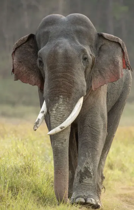 Framed Print : Asiatic elephant (Elephas maximus), portrait of male in musth walking across grassland Framed Print : Asiatic elephant (Elephas maximus), portrait of male in musth walking across grassland