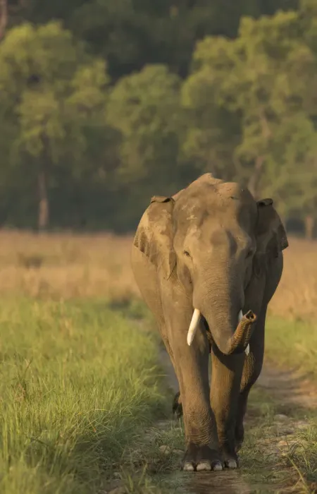 Framed Print : Asiatic elephant (Elephas maximus) male sniffing air while walking on forest track